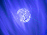 STARLIGHT DISK - GALAXY III